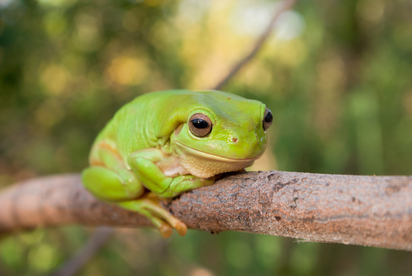 Frog Lodge DIY Kit | Kids Frog Hotel Activity