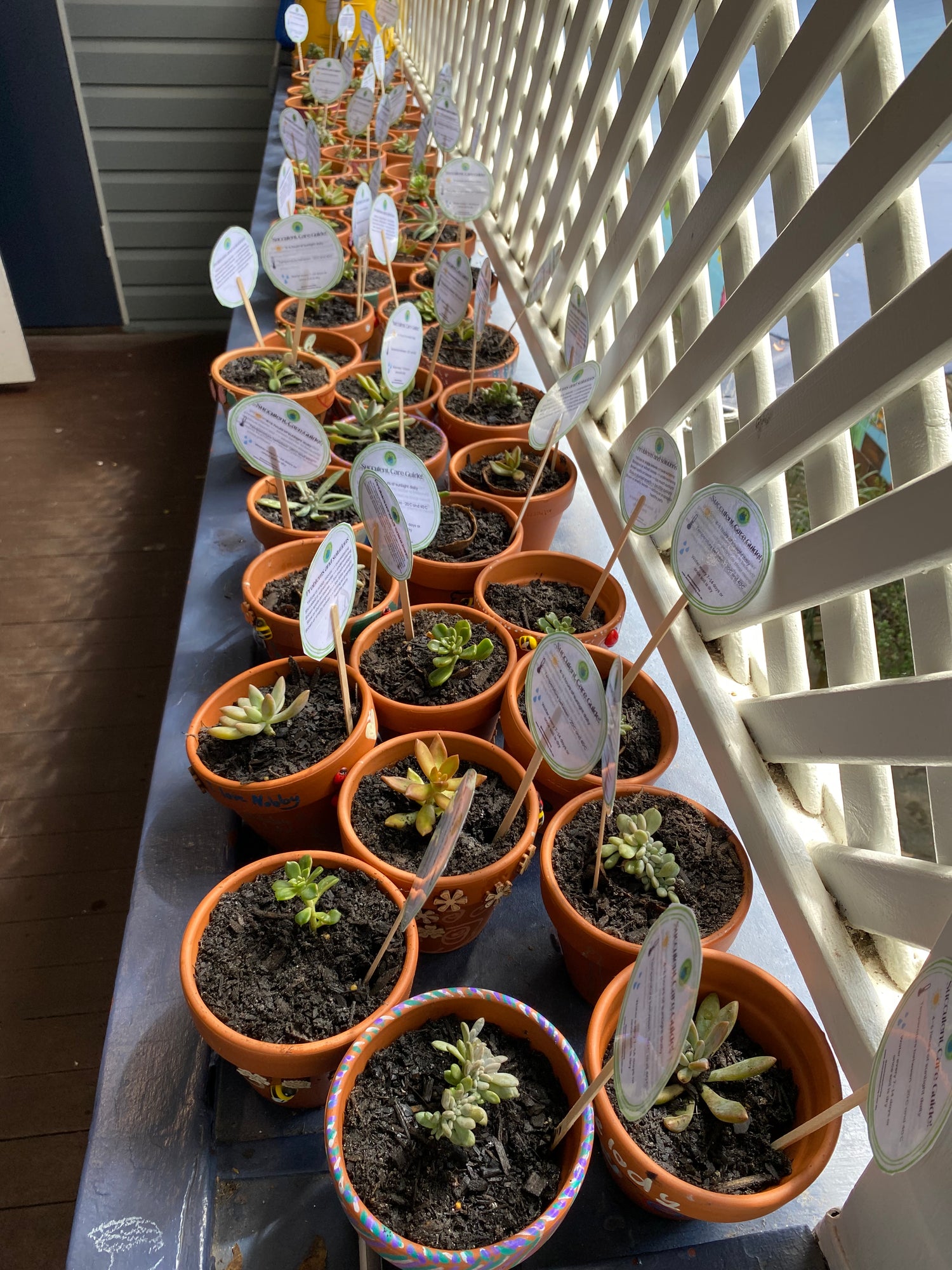 Completed terracotta pot plants with care guide signs from the EnviroMentoring Plant and Sip workshop at Seven Hills OSHC.