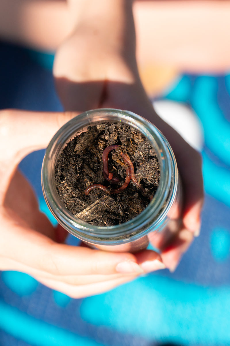 Close-up image of worms crawling in a wormery from the EnviroMentoring Wiggly Worms DIY Kit.