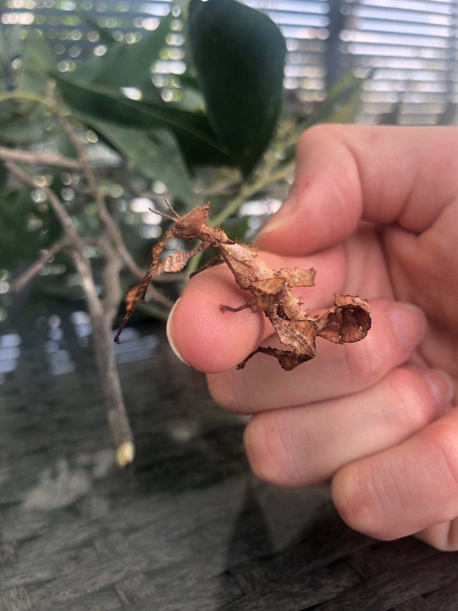 Sabrina Guse from EnviroMentoring holds a spiny leaf stick insect from the Incredible Insects workshop.