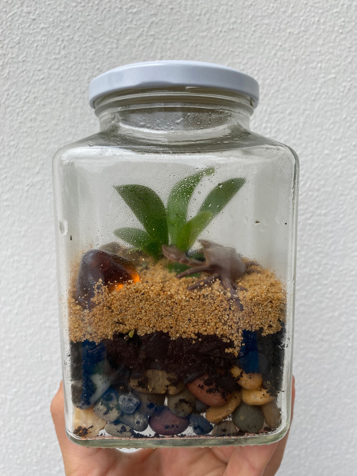 Terrarium Building DIY Kit | Kids Indoor Gardening Activity