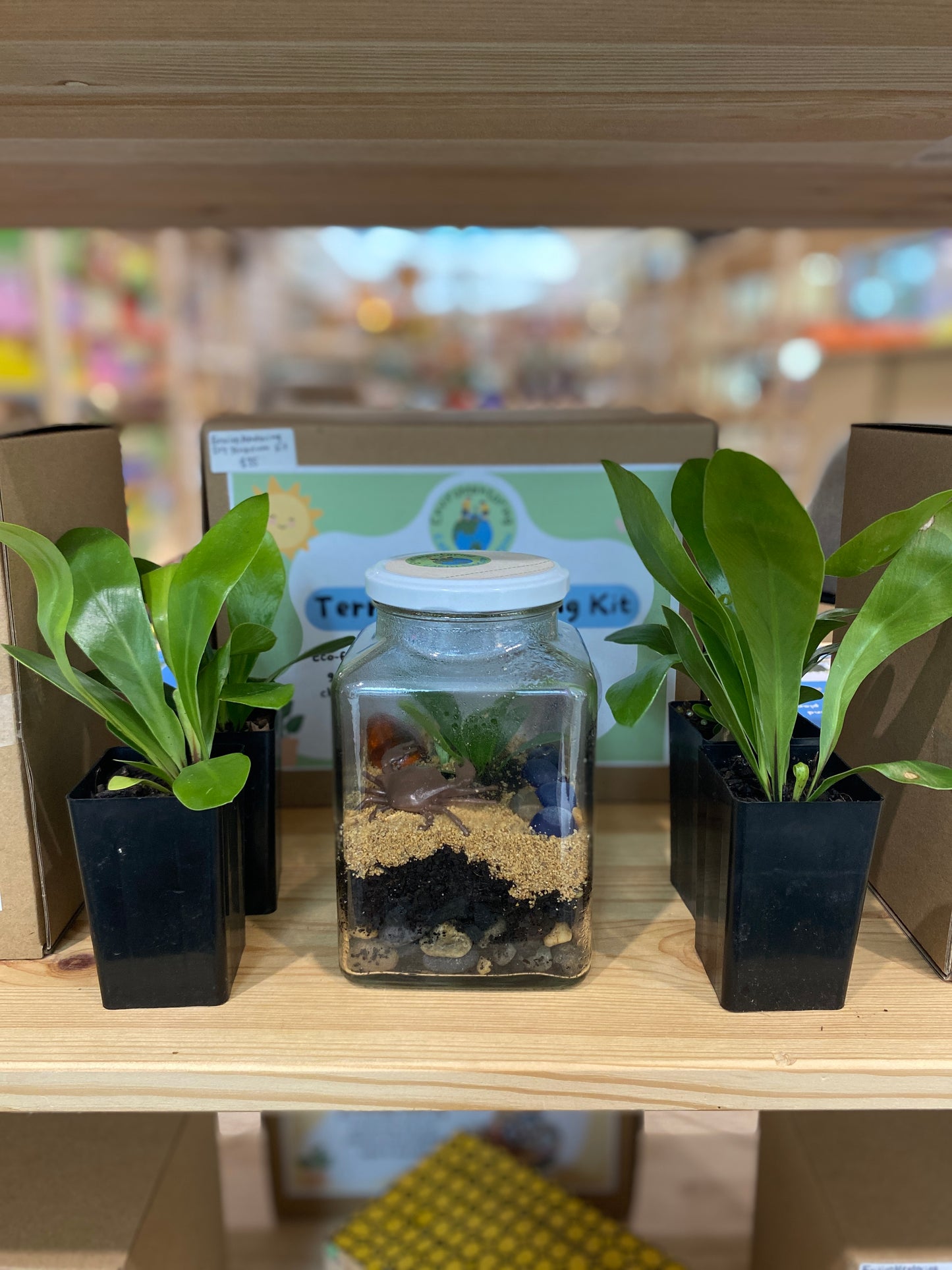 Terrarium Building DIY Kit | Kids Indoor Gardening Activity